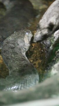 Green anaconda explores aquatic enclosure