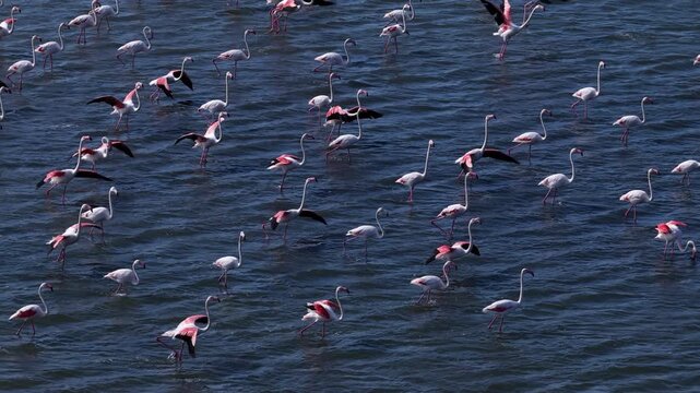 Active flock of pink flamingos walking and flapping wings in deep blue rippled lagoon water