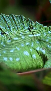 Male basilisk closeup
