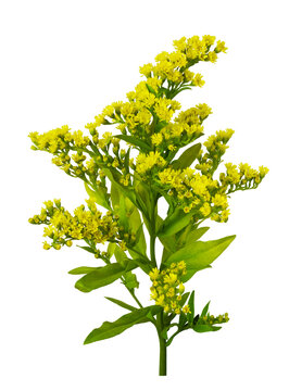 Sprig of Goldenrod (Solidago) flowers and buds with green leaves isolated on white or transparent background