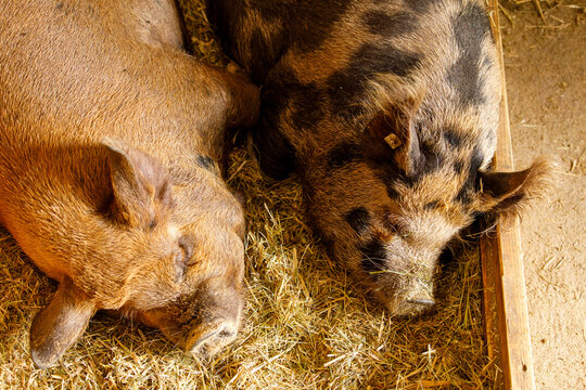 Two hairy pigs, one brown and one spotted, resting peacefully on a bed of hay in a farm setting.