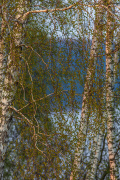 Beautiful vertical abstract texture of birch tree branches with first green leaves in spring