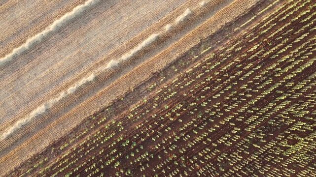 top down drone shot ascending over sharp diagonal composition dividing harvested cereal field and green sunflower rows