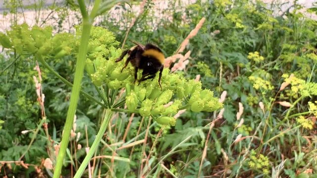 Bumblebee hovers beside flowering dill umbel in a green garden