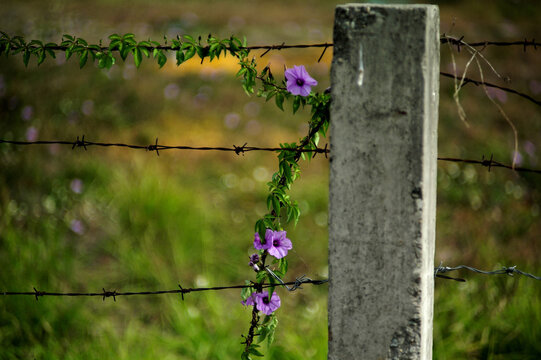 View of purple flowers growing on a barbed wire fence attached to a concrete post in Mangla Cantt, Mangla Hamlet, Punjab, Pakistan.