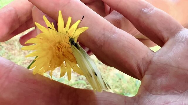 Close human interaction with cabbage white butterfly feeding from yellow flower