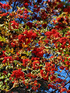 Red bunches of rowan berries Sorbus aucuparia against blue sky background.