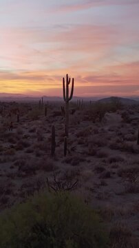 Vertical Drone Fly Over Of Saguaro Cactus At Sunset Time Scottsdale AZ 