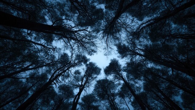 Looking up through dark trees at a pale, cloudy sky