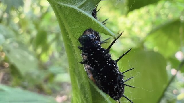 Black spiny caterpillar of Aglais urticae clinging to green nettle leaf in close-up macro view