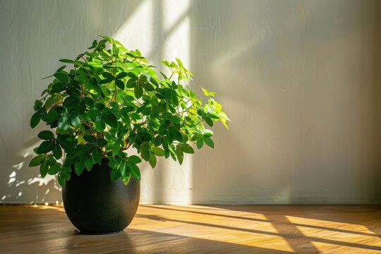 Potted schefflera plant with green leaves on a wooden floor in sunlight