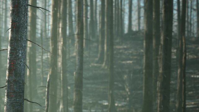 Tall trees stand in a forest with light shining through the branches. The ground is bare, showing signs of earlier fire damage. This scene captures the focus on natures recovery.
