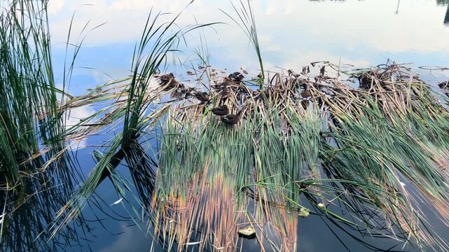 Wild ducks rest among tall reeds on a small pond island