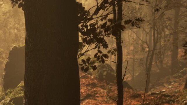 Sunlight filters through tree branches in a forest setting. The ground is covered with leaves and rocks. The scene shows a quiet moment in nature during the late afternoon.