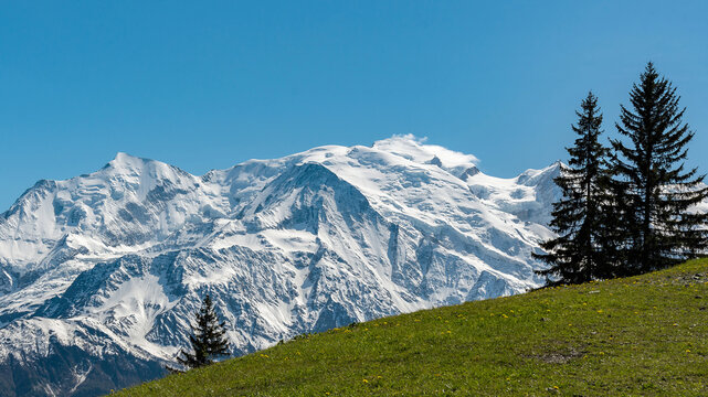 View of the snow-capped Mont Blanc massif rising above a lush green grassy slope with evergreen trees and yellow wildflowers under a clear blue sky in Chamonix, Auvergne-Rhone-Alpes, France.