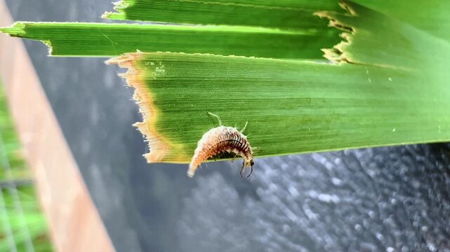Tiny lacewing larva hangs near the torn edge of green leaf
