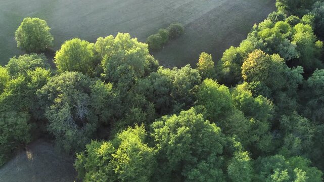 Drohne fliegt &uuml;ber gr&uuml;ne Bauminseln mit Laubb&auml;umen, Luftaufnahme