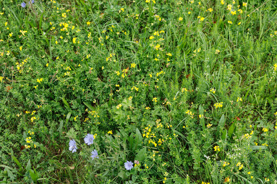Lush green grass and a variety of yellow, blue, and white wildflowers create a vibrant natural backg