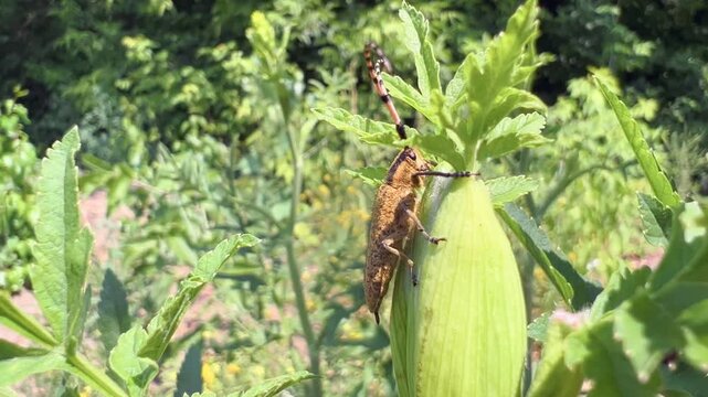 Longhorn beetle perched on green plant bud in close-up macro view in summer meadow