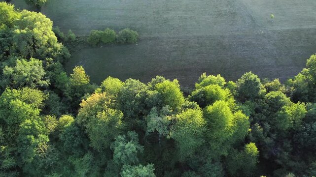 Drohne fliegt &uuml;ber gr&uuml;ne Bauminseln mit Laubb&auml;umen, Luftaufnahme