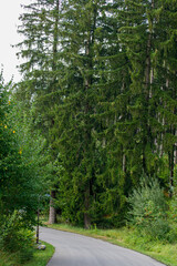 Fototapeta premium Scenic asphalt road winding through a dense, vibrant green forest on a cloudy day, inviting explorat