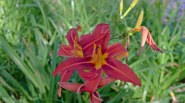 Red daylily (Hemerocallis) flowers with yellow throats blooming among green foliage and flower buds in a summer garden.