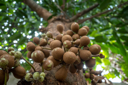 Young Kepel fruits or burahol (Stelechocarpus burahol), on the tree trunk