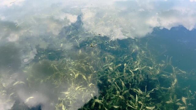 Submerged pond plants fill clear water beneath bright sky reflections