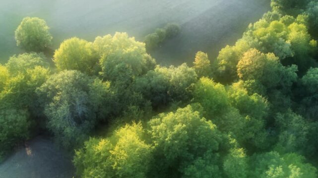 Drohne fliegt &uuml;ber gr&uuml;ne Bauminseln mit Laubb&auml;umen, Videoeffekt, Weichzeichner, Luftaufnahme