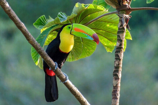 View of a keel-billed toucan perched on a branch with its vibrant multicolored beak and yellow throat against a backdrop of lush green leaves in Las Cruces, New Mexico, United States.