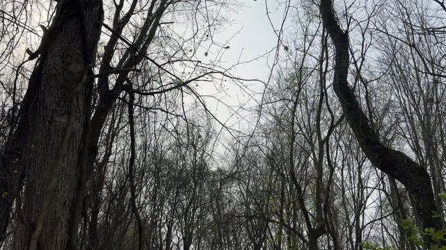 Forest in springtime with trees sprouting leaves 