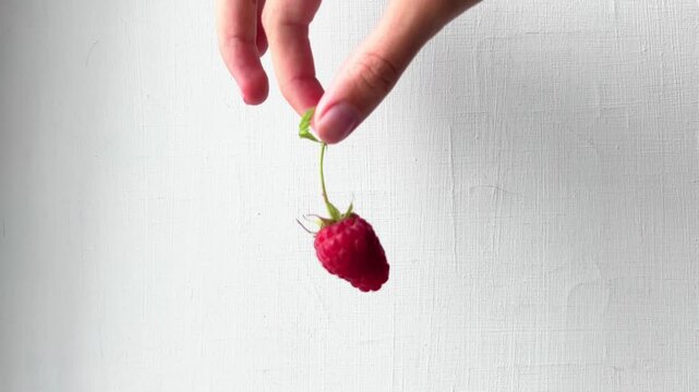 Adult hand delicately pinches green stem of a ripe raspberry