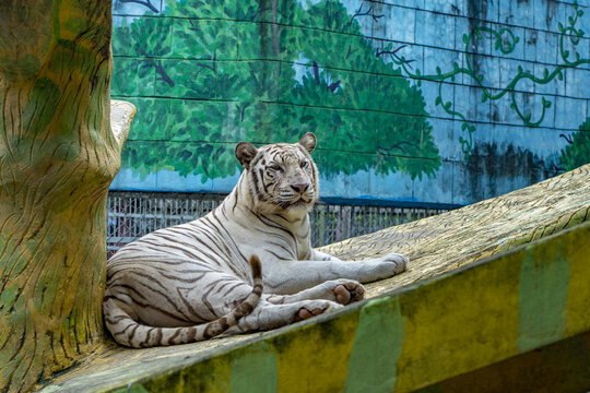 View of a white tiger resting on a concrete platform with a painted mural background at Chattogram Zoo in Chittagong, Chittagong Division, Bangladesh.
