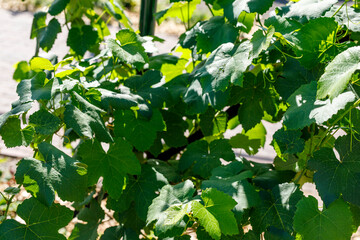 Fototapeta premium Lush green grape leaves on a vine, illuminated by bright sunlight, creating natural shadows.