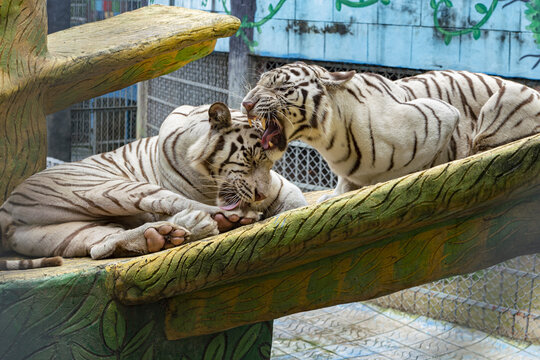 View of two white tigers at Chattogram Zoo, one grooming and the other growling, in Chittagong, Chittagong Division, Bangladesh.