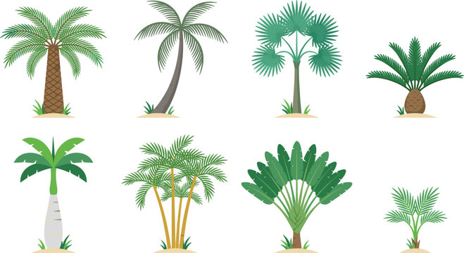 Tropical palm tree vector collection featuring various cartoon exotic trees like coconut palm, fan palm, banana tree, and wild beach foliage