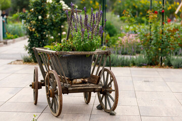 Decorative old wooden cart filled with blooming purple flowers on a paved garden path. © vegefox.com
