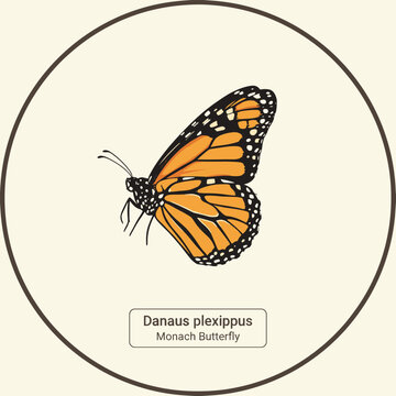 Detailed illustration of a vibrant monarch butterfly with its scientific name, "Danaus plexippus," elegantly enclosed in a simple circular frame.