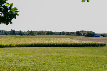 Naklejka premium Scenic rural landscape featuring vibrant green fields, distant trees, and a clear bright sky.