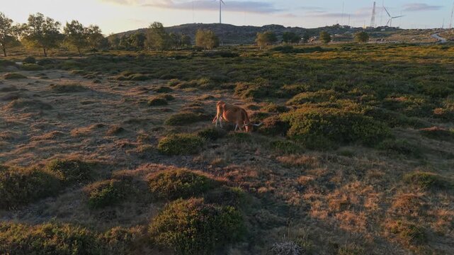 Aerial view of a Cachena cow grazing in the hilly landscape of Serra D'Arga at golden hour with wind turbines in the distance in Montaria, Viana do Castelo, Portugal.