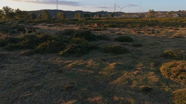 Aerial view of Cachena cows grazing on the grassy slopes of Serra D'Arga with wind turbines in the distance in Montaria, Viana do Castelo, Portugal.