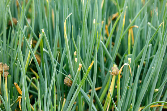 Close-up of vibrant green onion or scallion plants growing in an organic garden or farm field.