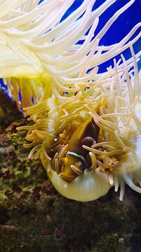 A clownfish nestles safely within the flowing tentacles of a sea anemone underwater. The vibrant yellow-brown fish peeks out from its soft host, demonstrating a classic marine symbiosis