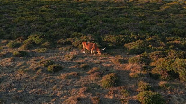 Aerial view of a Cachena cow grazing on the grassy slopes of Serra D'Arga in Montaria, Viana do Castelo, Portugal.