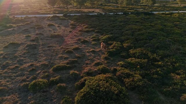 Aerial view of a Cachena cow grazing in the wild landscape of Serra D'Arga at sunset in Montaria, Viana do Castelo, Portugal.