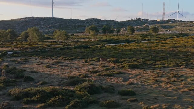 Aerial view of Cachena cows grazing in the hilly landscape of Serra D'Arga with wind turbines in the background at sunset in Montaria, Viana do Castelo, Portugal.