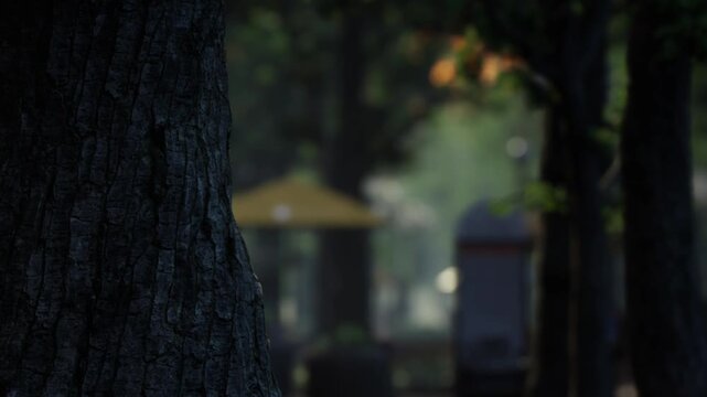 A large tree trunk stands in the foreground. In the background, a yellow umbrella is visible with blurred outlines of tables and chairs in a park setting during daytime.