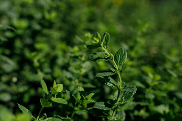 Close-up of vibrant green mint leaves growing in a garden, bathed in natural sunlight. © vegefox.com