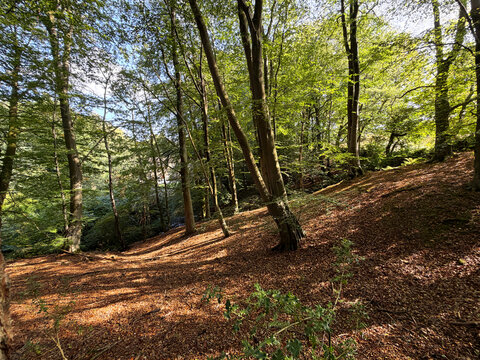 Sunlight streams through the leaves, casting dappled patterns across the forest floor. Towering trees rise in a peaceful, verdant woodland in Cullingworth, Yorkshire, UK.