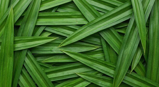 green pandan leaf background wallpaper textures pattern needs or other design needs
